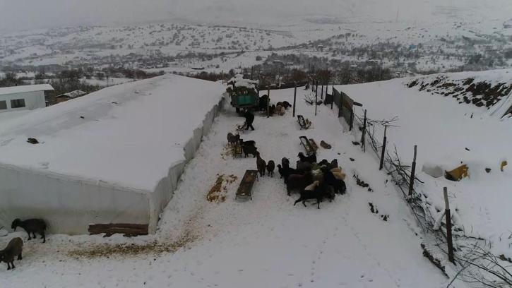 Şehir hayatından sıkılıp köyüne döndü, hayvancılığa başladı