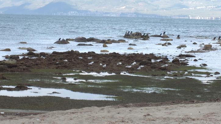 Burhaniye'de deniz çekildi, 2 bin 500 yıllık antik liman ortaya çıktı