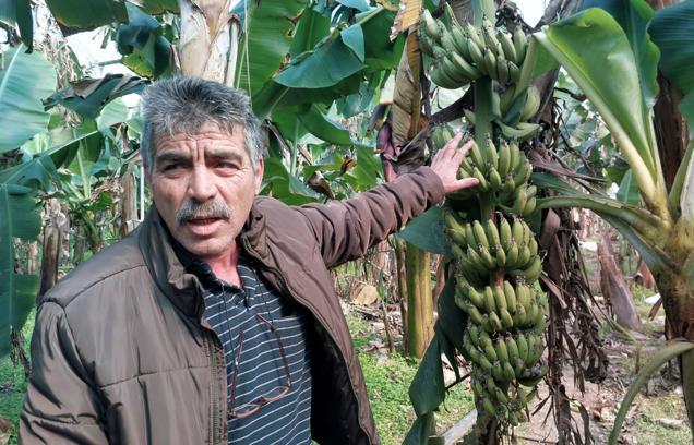 Silifke'de fırtına muz serasına zarar verdi