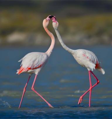 Gökçeada'da flamingoların 'kur' ve 'beslenme' dansı fotoğraflandı