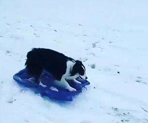 Köpek kızağa binerek kaydı