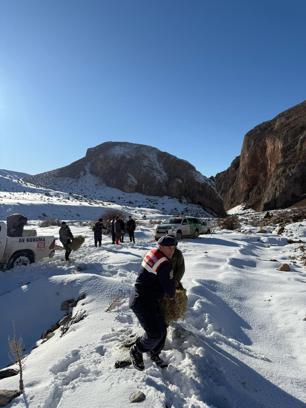 Niğde’de dağ keçileri için yem bırakıldı