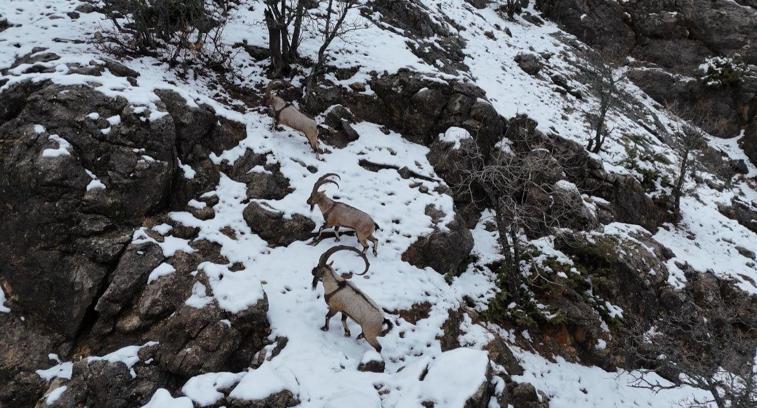 Munzur Vadisi Milli Parkı’na inen dağ keçileri, dron kamerasında