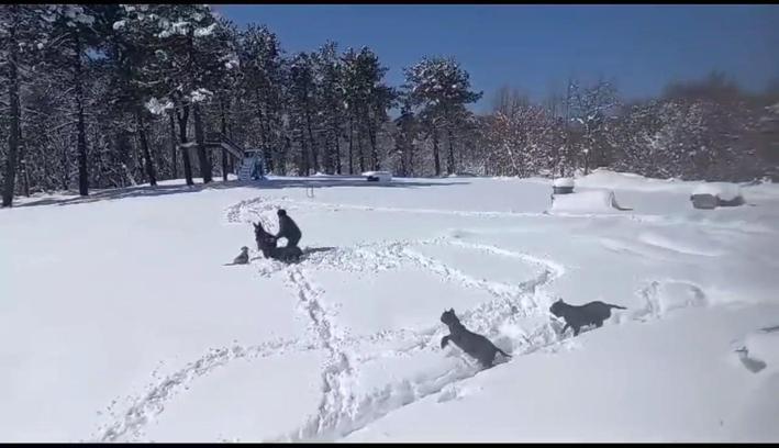 Sıpasıyla kar keyfi yaptı, ahıra zor soktu; o anlar kamerada