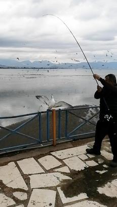 Oltasına balık yerine martı takıldı