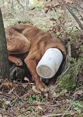 Kafası bidona sıkışan köpeği belediye ekibi kurtardı