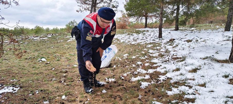 Yozgat'ta jandarma ekipleri yaban hayatı için doğaya yem bıraktı