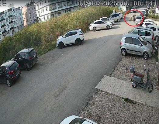 Sokak köpeklerinin saldırısı kamerada
