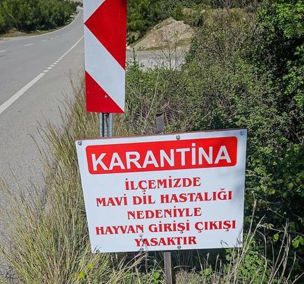 Datça'da 'mavi dil hastalığı' karantinası