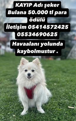 Erzurum'da Kaybolan Köpek İçin 50 Bin Lira Ödül