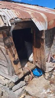 Rize'de Kış Uykusundan Uyanan Ayılar 30 Eve Zarar Verdi