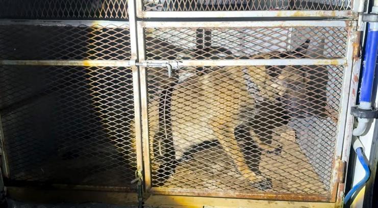 Bitlis'te köpeklerin altından uyuşturucu çıktı