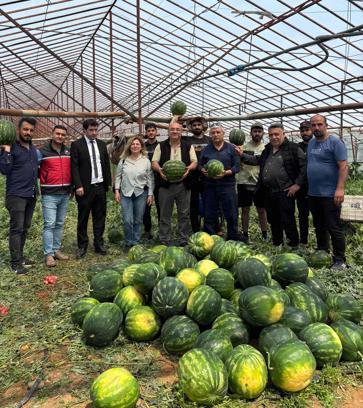 Serik'te örtü altı üretimde 37 bin ton karpuz beklentisi