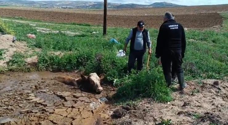 İtfaiye Ekibi, Çamura Saplanan İneği Kurtardı