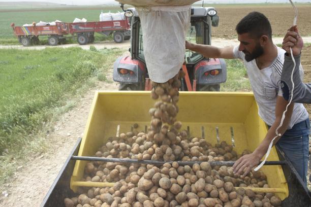 Niğde'de patates ekim sezonu başladı