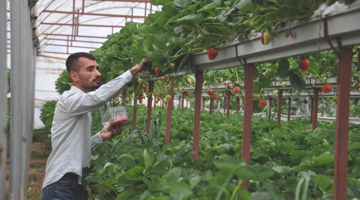 Depremde serası yıkılan çiftçi yeniden üretime başladı
