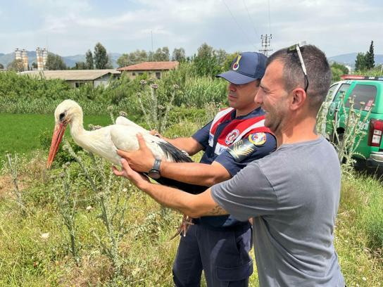 Aydın'da avcıların vurduğu yaralı leylek, 3 aylık tedavinin ardından doğal ortamına bırakıldı