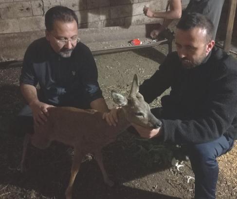 Gaziantep'te Köpek Saldırısı: Yaralı Karaca Tedavi Edildi