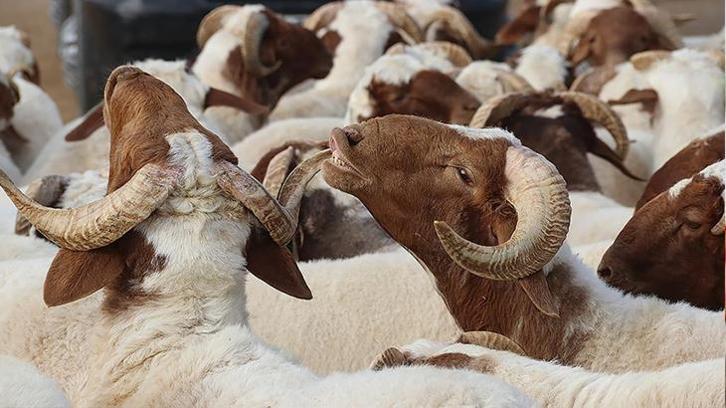 İl İl 2025 Kurbanlık Fiyatları: Küçükbaş ve Büyükbaş kurbanlıklar kaç TL'den başlıyor? (Kilo ve kesim ücret tablosu)
