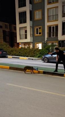 Başına poşet takılan çakal vatandaşın imdadına yetişti