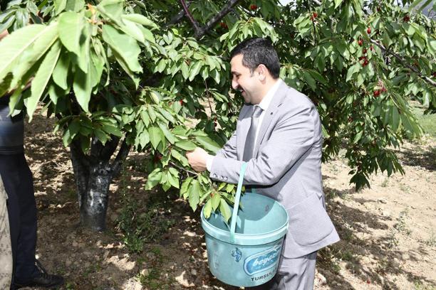 Belen’de yılın ilk kirazı hasat edildi