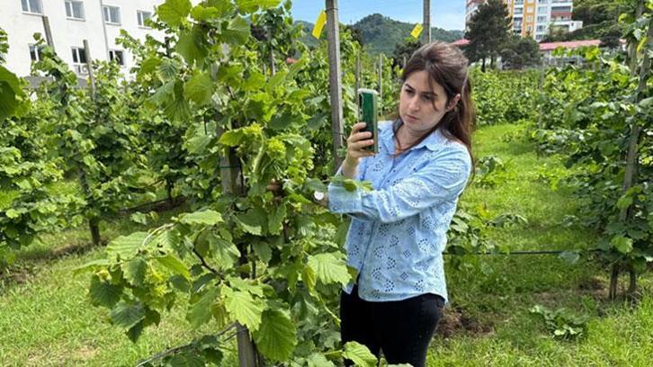 Tescilli Giresun tombul fındığında yeni dikim uygulamaları verimi artırdı