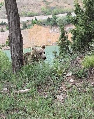 Yavru Ayı, Cep Telefonuyla Görüntülendi