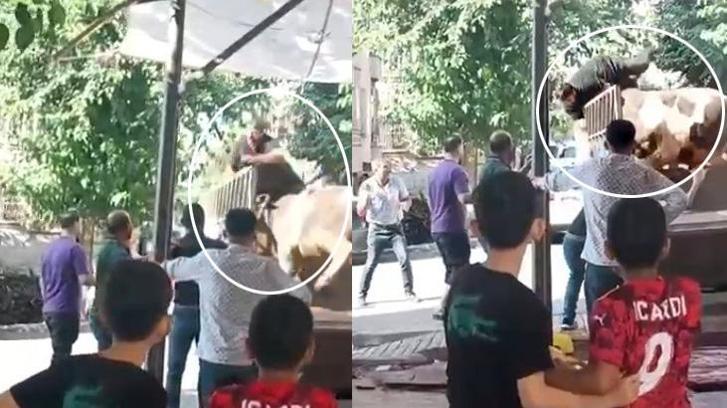 Kızgın boğa kasaba dehşeti yaşattı!