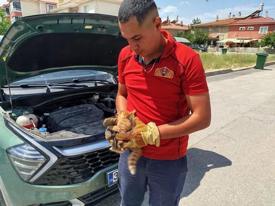 Erzincan’da otomobilin motor bölümüne sıkışan kedi yavrularını itfaiye kurtardı