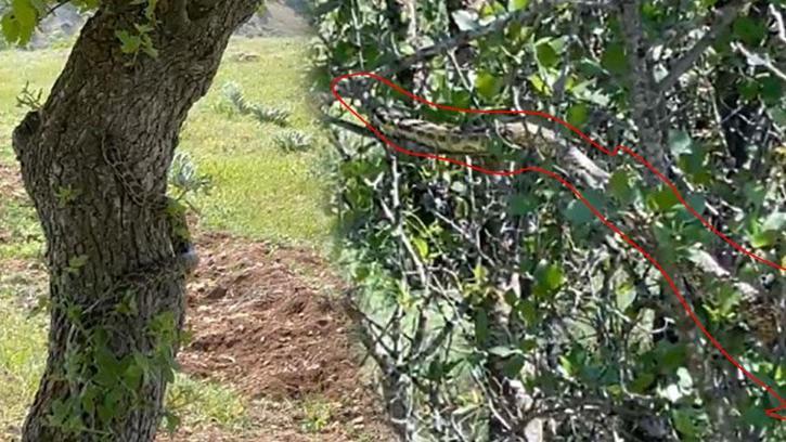 Kentte büyük panik! Metrelerce uzunluktaki dev yılanı ağaçta fark etti