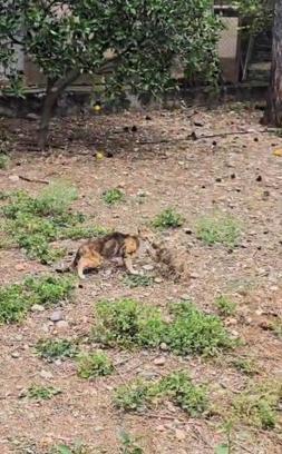 Kuyuda mahsur kalan yavru kedi kurtarıldı