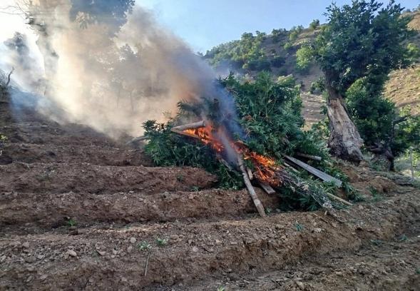 Bingöl’de 15 bin 300 kök kenevir ele geçirildi