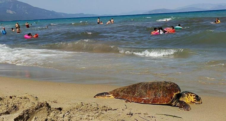 Kuşadası'nda ölü deniz kaplumbağası kıyıya vurdu