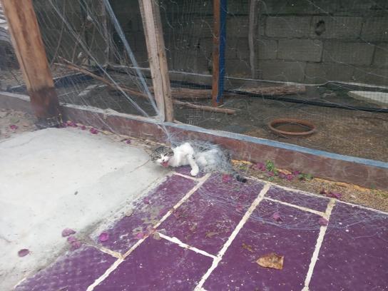Balık ağına dolanan kediyi itfaiye kurtardı