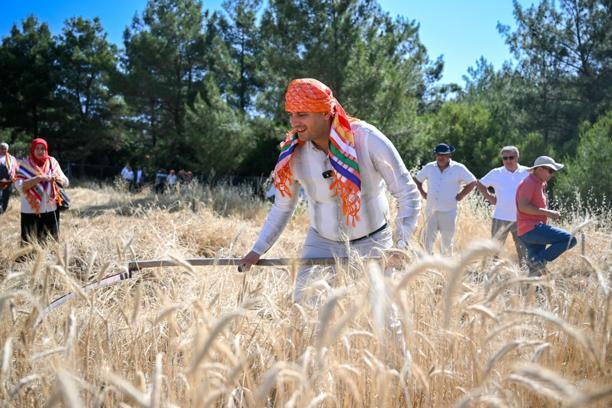 Bornova'da Tritikale buğdayın hasadına başlandı