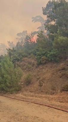 Balıkesir'de orman yangını