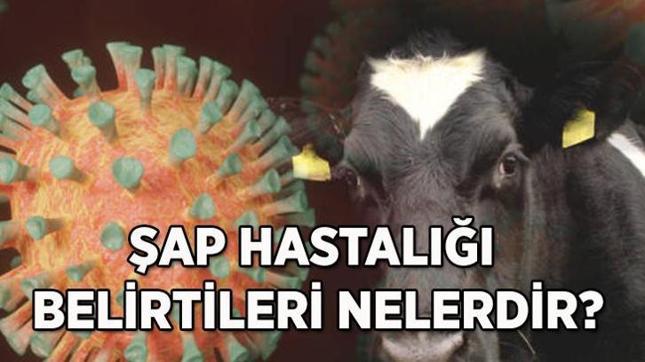 Şap hastalığı nedir ve nasıl bulaşır? Şap hastalığı belirtileri nelerdir?
