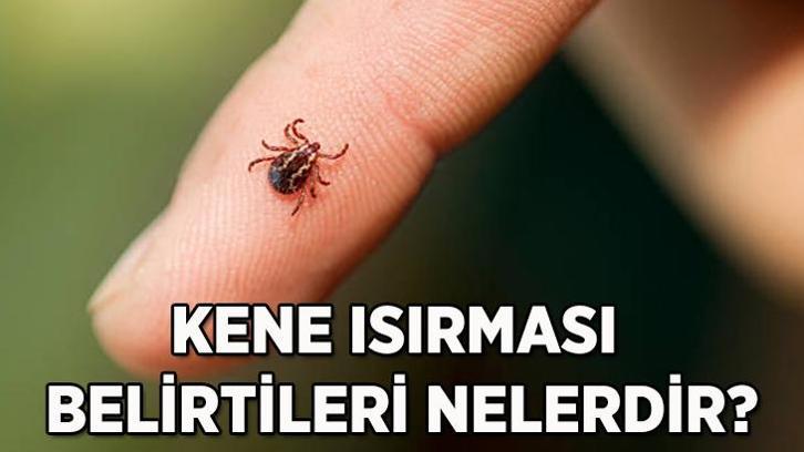 Kene ısırdığında ne yapılmalı, nasıl korunmalı? Böceğin kene olduğu nasıl anlaşılır?