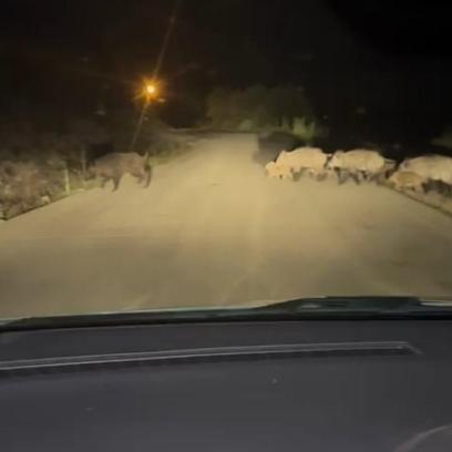 Yola çıkan domuz sürüsü görüntülendi
