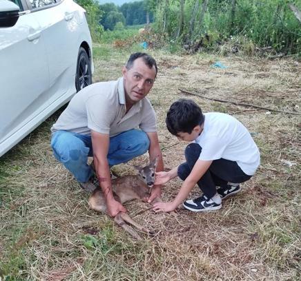 Ordu'da yaralı yavru karaca tedavi altına alındı