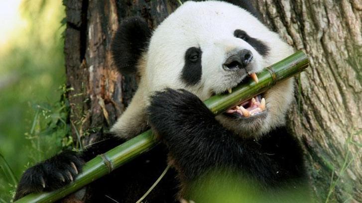 Pandalar etçil olmalarına rağmen neden bambu yer?