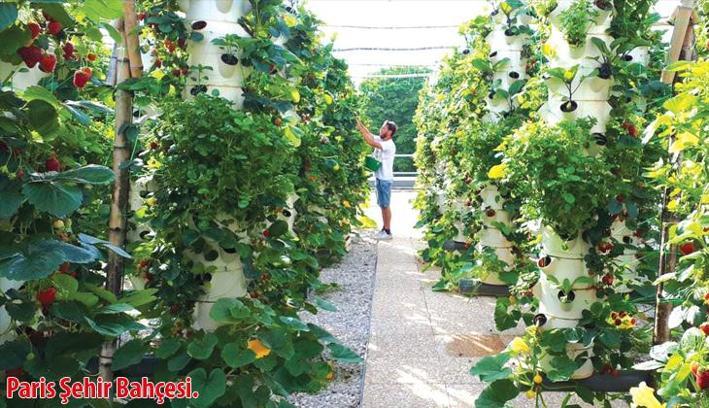 Kentsel Tarımla Bütünleşen Mimarlık