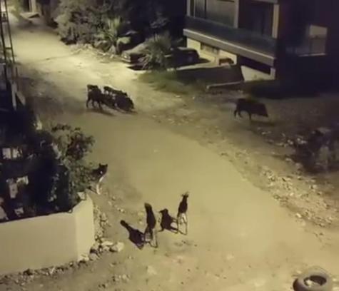 Samandağ'da Yaban Domuzları Mahallede