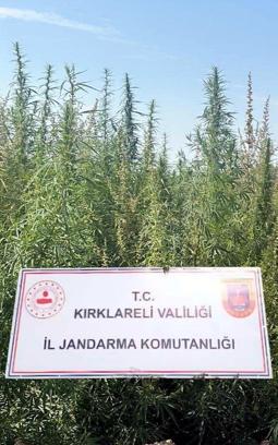 Kırklareli'de 102 bin kök kenevir ele geçirildi