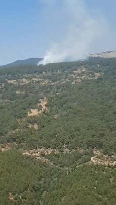 Aydın'da orman yangını