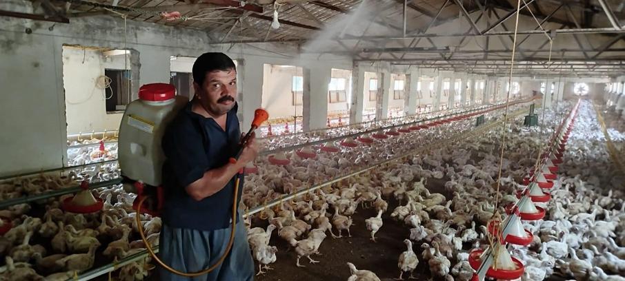 Aşırı sıcakta tavukları buzlu suyla serinletiyor