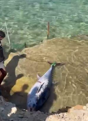 Çeşme'de kıyıya vuran orkinoslar için inceleme