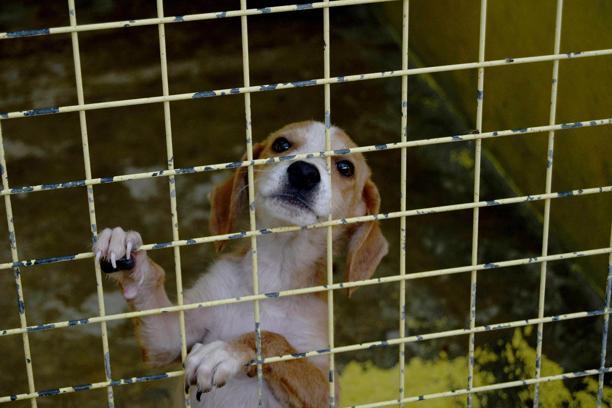 Kemer'de 173 hayvan tedavi edildi