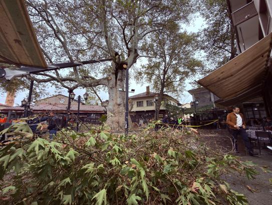 800 yıllık çınara bakım ve rehabilitasyon