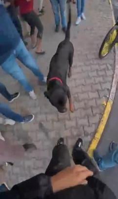 Ağızlıksız dolaştırılan köpek 2 kişiyi yaraladı; o anlar kask kamerasında